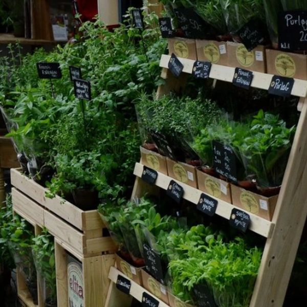 Sunflower Club Cafe Charlotte, North Carolina